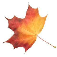 A leaf of a maple tree is shown in full color. The leaf is red and has a slightly brownish tint. The leaf is positioned on a white background, which makes the leaf stand out and appear more vibrant