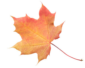 A leaf of a maple tree is shown in full color. The leaf is red and has a slightly brownish tint. The leaf is positioned on a white background, which makes the leaf stand out and appear more vibrant