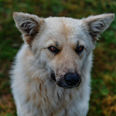 A dramatic portrait of a shaggy mongrel dog of dirty white color, who sits on the dirty grass and looks askance with bright eyes. Twilight. Square format.