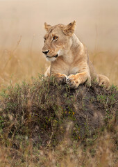 A subadult lioness observing the surrounding from the top of a mound, Masai Mara, Kenya