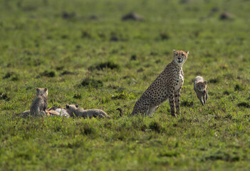 Cheetah with cubs near a kill at Masai Mara, Kenya