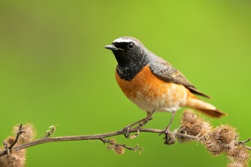 Common redstart Phoenicurus phoenicurus bird songbird wildlife nature predator cock o the north,...