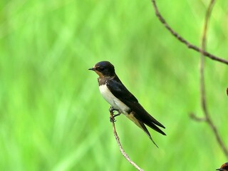 Barn swallows perched on a branch