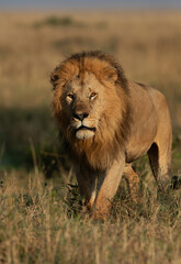 A Lion on walk during morning hours in Savanah, Masai Mara, Kenya