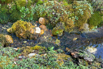 Micro landscape with imitation of a forest stream, driftwood, micro waterfalls, pebbles and moss.