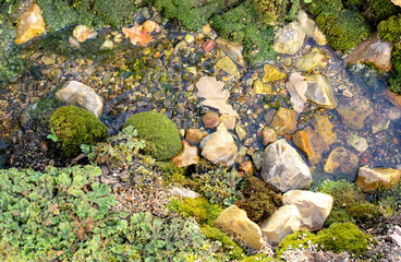Micro landscape with imitation of a forest stream, driftwood, micro waterfalls, pebbles and moss.