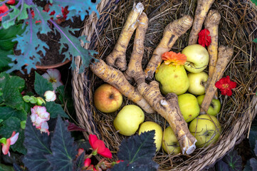 Green apples and horseradish in a wicker basket. Autumn harvest of fruits and vegetables.