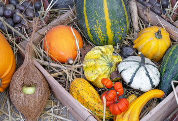 Pumpkins of different shapes in a wooden box. Autumn pumpkin harvest.