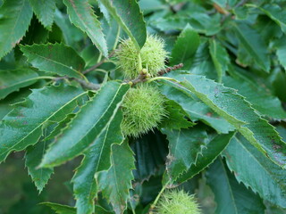 sweet chestnut branches with spiky husks. The vibrant green leaves and brown chestnuts create a harmonious autumn contrast. Ideal for autumnal designs.