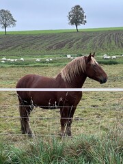 brown horse in the paddock © Patka
