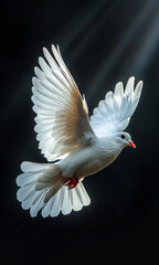 A white dove soaring gracefully in the sunlight A white dove spreads its wings wide as it flies through soft rays of sunlight, showcasing elegance and beauty in motion.