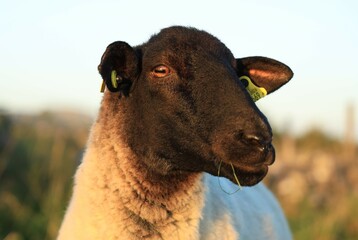 Closeup of Suffolk breed ewe with grass in mouth,  in field on farmland in rural Ireland 