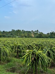 Fototapeta premium Greeb dragon field