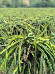 Dragon fruit cultivation 