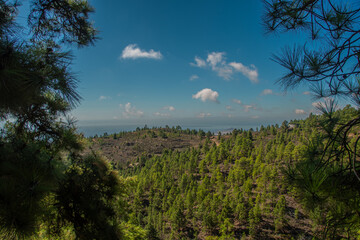 Fototapeta premium The view of the pine forests around 