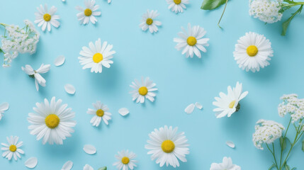Delicate white daisies scattered gracefully on a vibrant blue background in springtime splendor