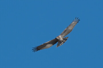 Fototapeta premium short-toed snake eagle (Circaetus gallicus), a medium-sized bird of prey at Jorbeer carcass dump in Rajasthan, India