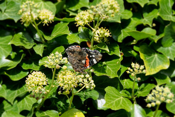 Red admiral butterfly (Vanessa Atalanta) perched on hedge (hedera helix) in Zurich, Switzerland