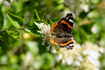 Red admiral butterfly (Vanessa Atalanta) perched on a white flower in Zurich, Switzerland