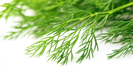 Dill Isolated On White. Fresh Green Dill Leaf, Herb Macro closeup on White Background