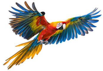 Colorful parrot flying with wide-spread wings, isolated on transparent cutout background