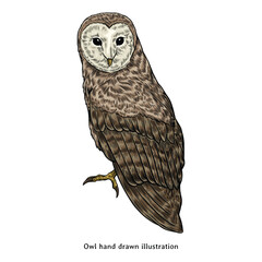 Owl illustration. Owl hand drawn illustration in vintage style