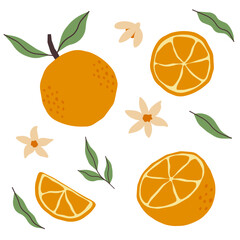 Hand drawn oranges with leaves and flowers. Whole orange and orange slice set. Citrus tropical fruit.