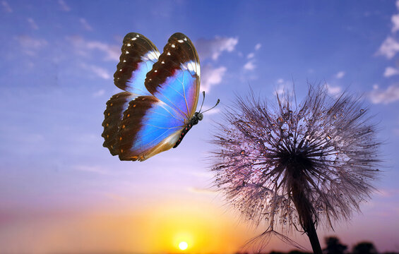 Fototapeta Morpho butterfly and dandelion. Seeds of a dandelion flower in drops of water on a background of sunrise. Copy spaces.