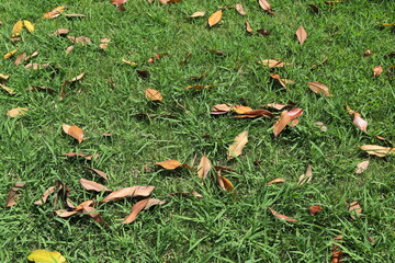 Natural background in city park. Abstract nature wallpaper.