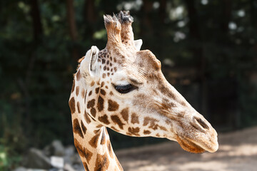 portrait of a giraffe