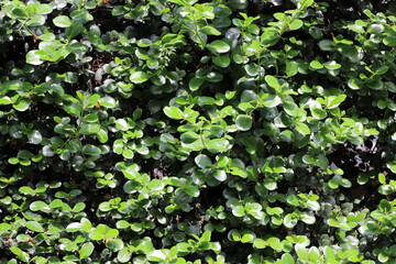 Natural background in city park. Abstract nature wallpaper.