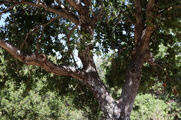 Fototapeta premium Natural background in city park. Abstract nature wallpaper.