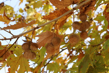 Natural background in city park. Abstract nature wallpaper.