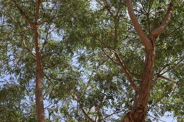 Fototapeta premium Natural background in city park. Abstract nature wallpaper.