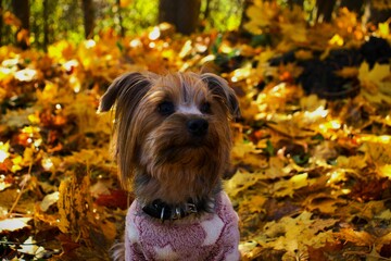 yorkshire terrier dog in golden autumn leaf fall 