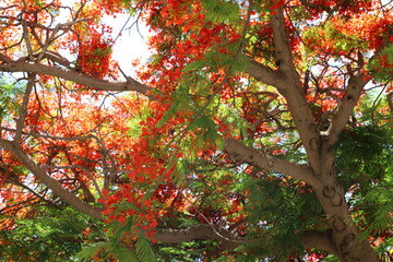 Natural background in city park. Abstract nature wallpaper.