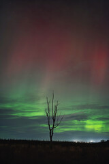 Green and red northern lights and a lone tree in a field. Beecraigs Country Park, Scotland