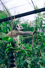 A lemur stretches its paw while sitting in thick greenery.
