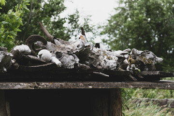 Skull of a killed animal. A mountain of bones on the ground. Animal bone cemetery..