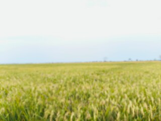 Obraz premium wheat field and sky
