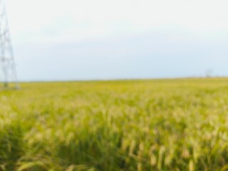 Obraz premium The green rice is ready for harvest