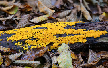 Zitronengelber Reisigbecherling (CALYCINA CITRINA)