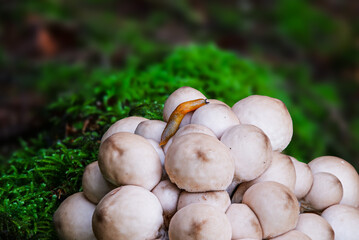 Weichlicher Stäubling (LYCOPERDON MOLLE) mit brauner Schnecke
