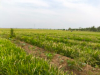 Obraz premium The green rice is ready for harvest