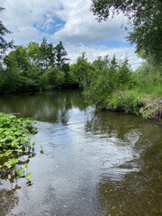 Shallow river flowing through green lush forest