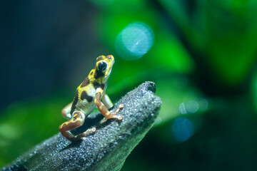 Poison dart frogs are native to tropical Central and South America
