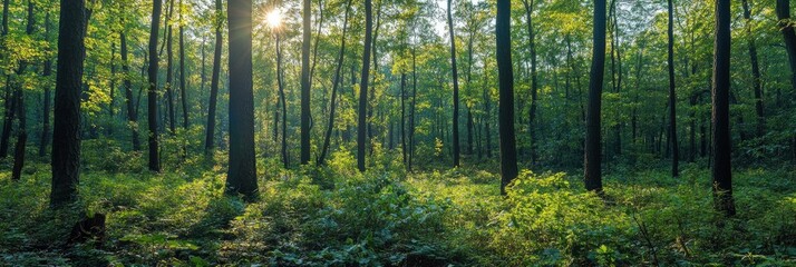 forest with trees and plants with bright sunny background