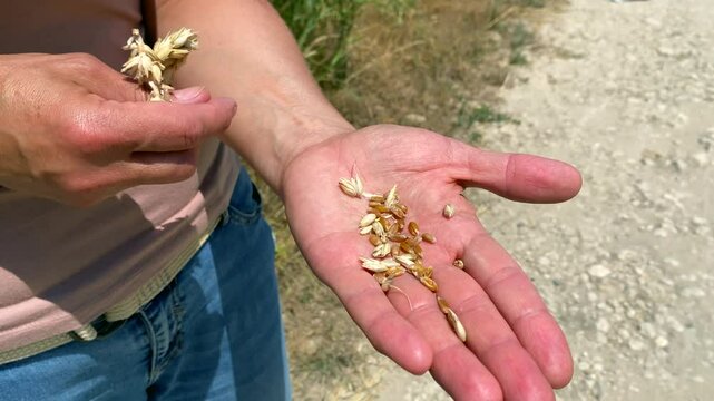 Grains of spring wheat in farmer palm. Approaching shot: peeled translucent grains of wheat on farmer palm. Concept: good grain harvest depends not only on farmer, but also on weather