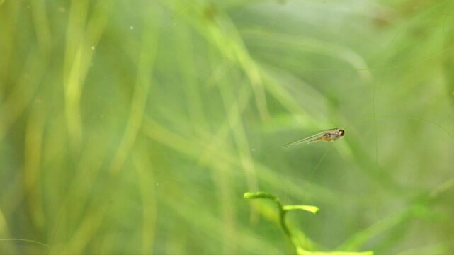 Young fish fry Danio Margaritatus swims, intermittent movements. macro view. Translucent whitebait Microrasbora Galaxy close-up, freshwater aquarium tank, green plants. Shallow depth of field.