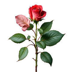 A Beautiful Rose AI Generated Png Tranparent background